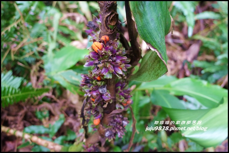 五寮尖19.JPG 五寮尖19.JPG