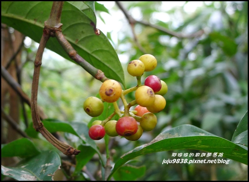 五寮尖20.JPG 五寮尖20.JPG