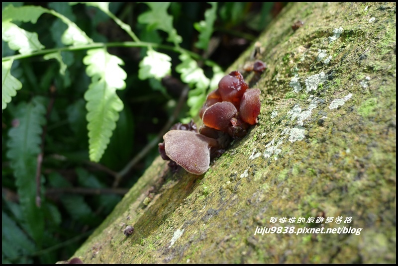 五寮尖22.JPG 五寮尖22.JPG