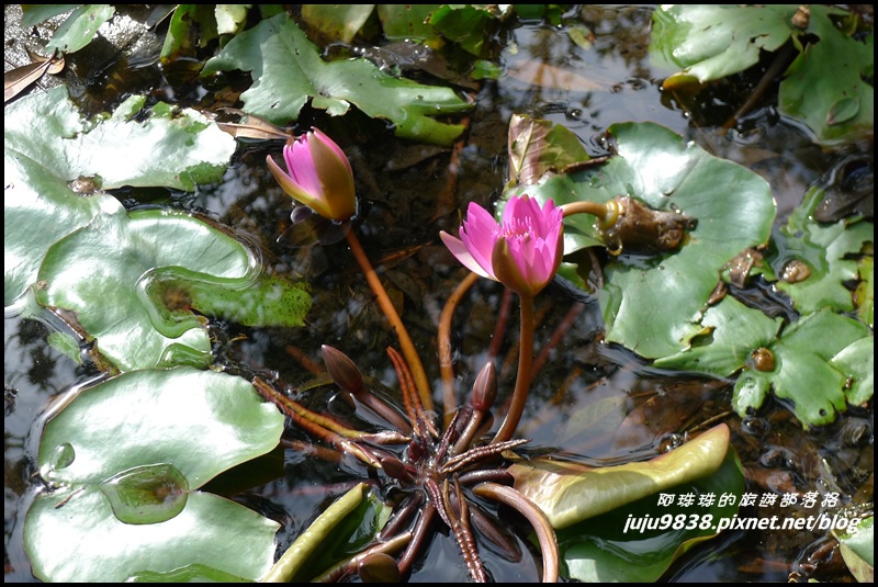 五寮尖35.JPG 五寮尖35.JPG