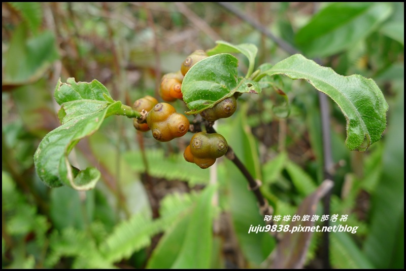 五寮尖45.JPG 五寮尖45.JPG