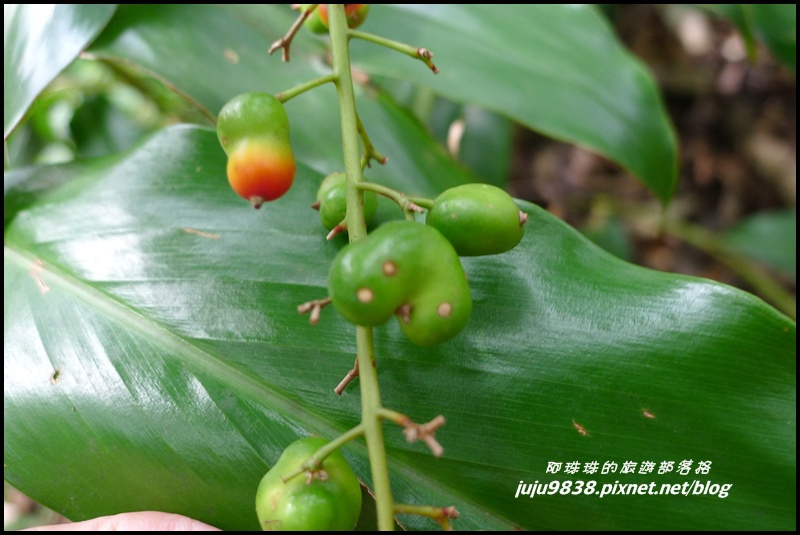 五寮尖48.JPG 五寮尖48.JPG