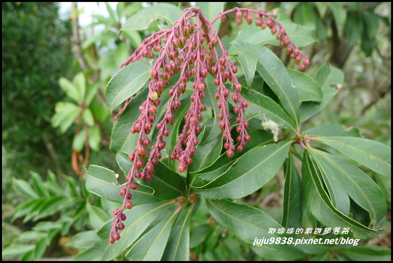 五寮尖53.JPG 五寮尖53.JPG