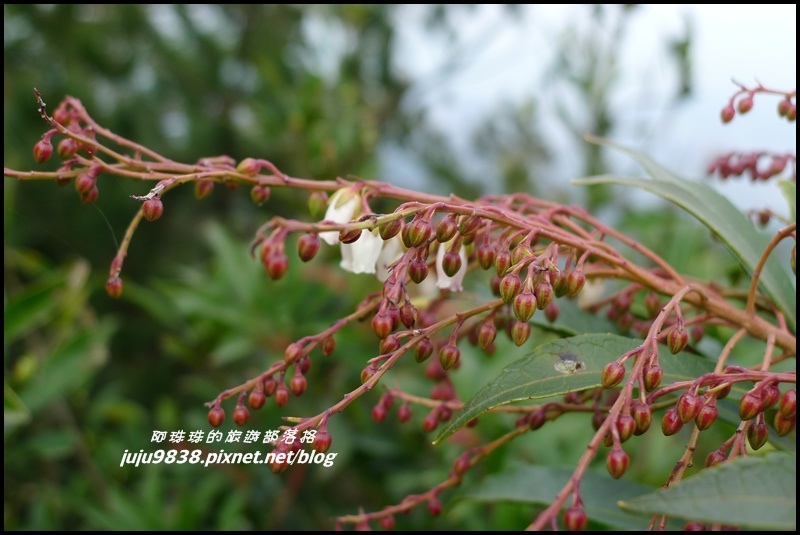 五寮尖57.JPG 五寮尖57.JPG