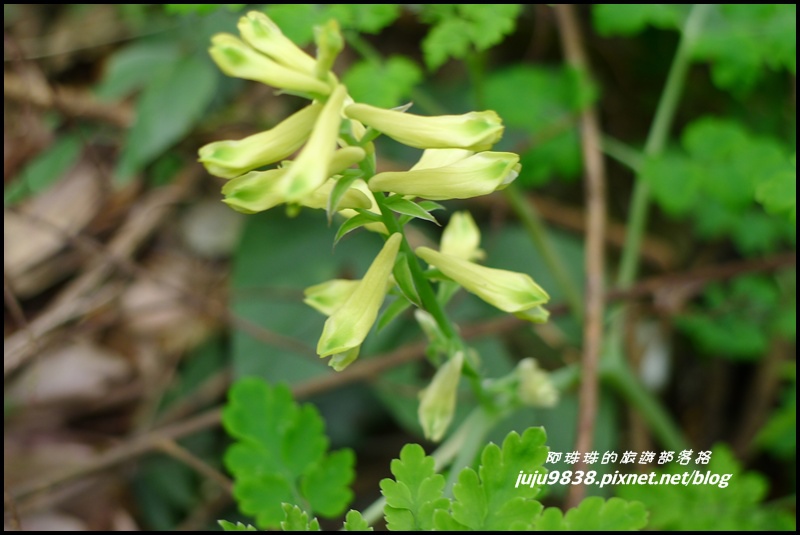 五寮尖59.JPG 五寮尖59.JPG