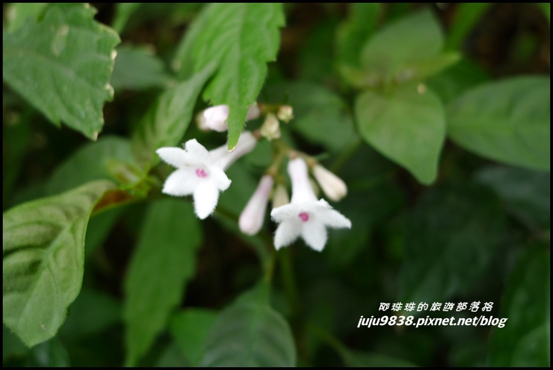 五寮尖58.JPG 五寮尖58.JPG