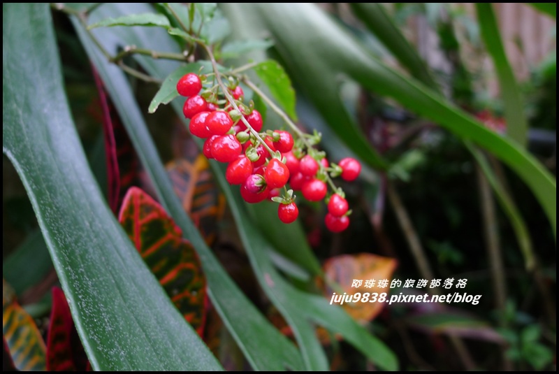 五寮尖60.JPG 五寮尖60.JPG