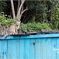 粉鳥林魚港14.jpg