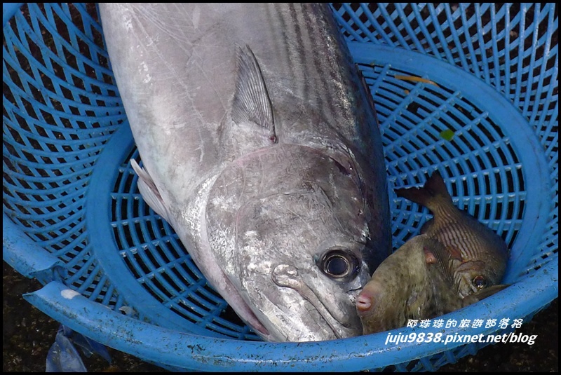 粉鳥林魚港45.JPG