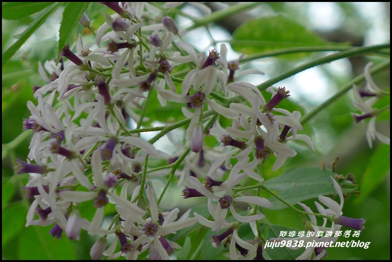 合興車站68.JPG 合興車站68.JPG