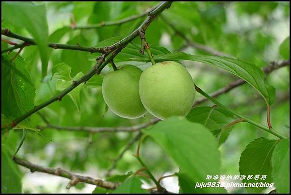 白楊步道2.JPG 白楊步道2.JPG
