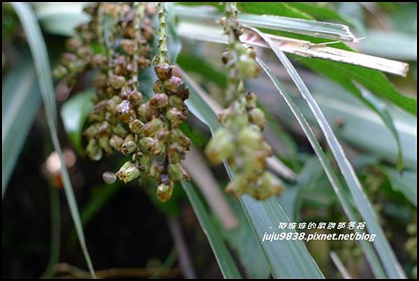 白楊步道14.JPG 白楊步道14.JPG