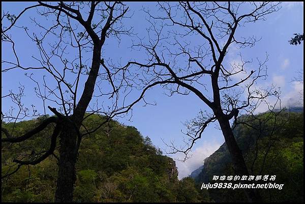白楊步道40.JPG