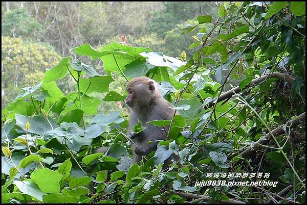 白楊步道42.JPG 白楊步道42.JPG