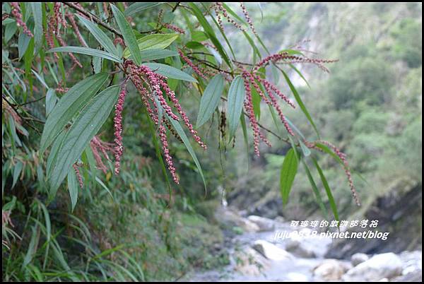 白楊步道44.JPG 白楊步道44.JPG