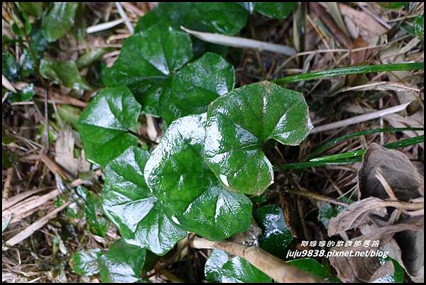 大屯山10.JPG 大屯山10.JPG