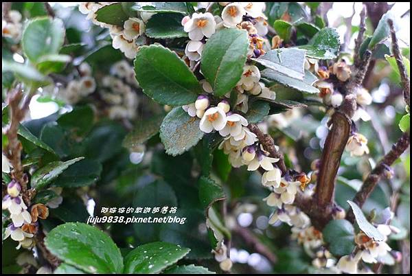 大屯山11.JPG 大屯山11.JPG