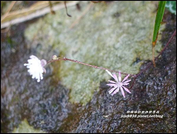 大屯山15.JPG 大屯山15.JPG