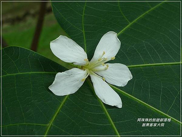 苗栗客家大院23.JPG 苗栗客家大院23.JPG