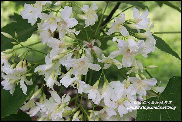 桐花走廊7.JPG 桐花走廊7.JPG