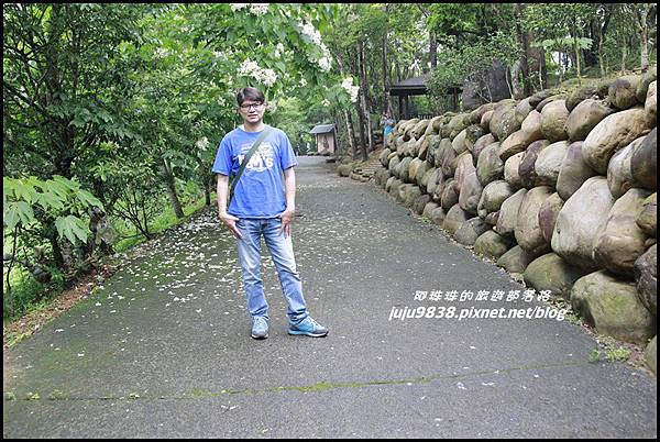 桐花走廊11.JPG 桐花走廊11.JPG