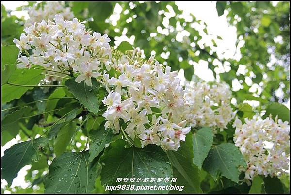 桐花走廊13.JPG 桐花走廊13.JPG