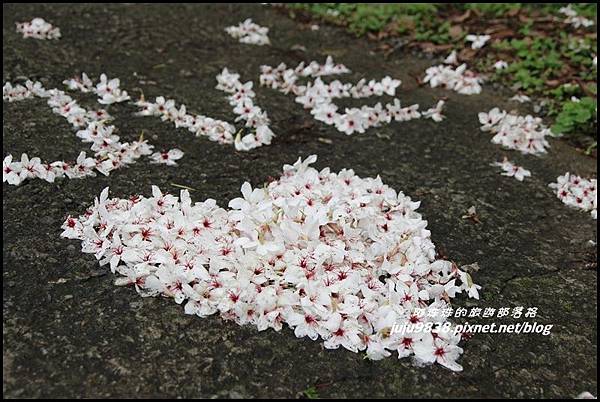 桐花走廊19.JPG 桐花走廊19.JPG