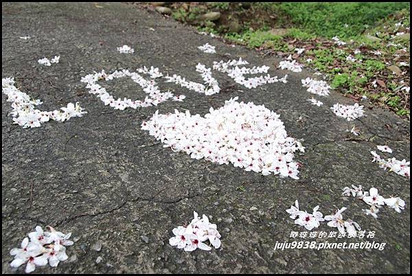 桐花走廊20.JPG 桐花走廊20.JPG