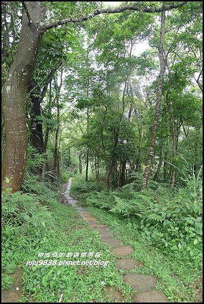 桐花走廊46.JPG 桐花走廊46.JPG