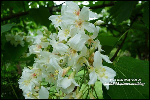 桐花走廊48.JPG 桐花走廊48.JPG