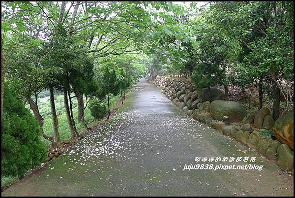 桐花走廊53.JPG 桐花走廊53.JPG