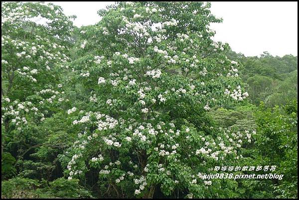 桐花走廊58.JPG 桐花走廊58.JPG