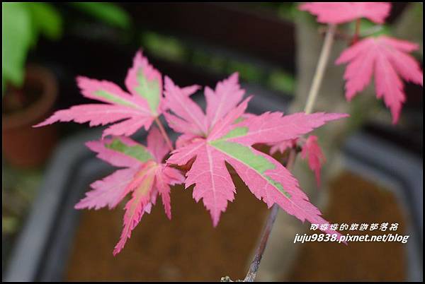 桐花走廊62.JPG 桐花走廊62.JPG