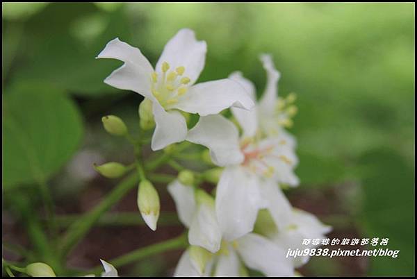 客家大院桐花公園9.JPG