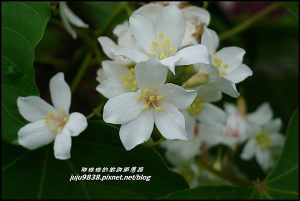 客家大院桐花公園12.JPG