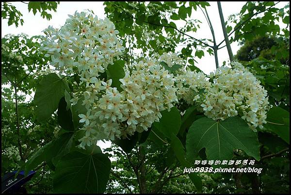 客家大院桐花公園17.JPG