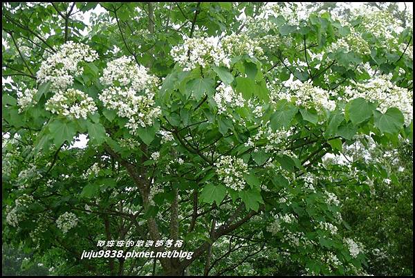 客家大院桐花公園28.JPG 客家大院桐花公園28.JPG