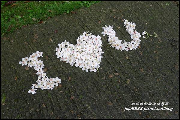 客家大院桐花公園36.JPG