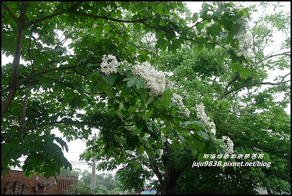 客家大院桐花公園39.JPG