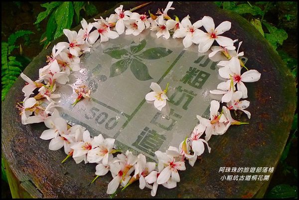 桃園龍潭 小粗坑古道落花流水桐花情 健行筆記
