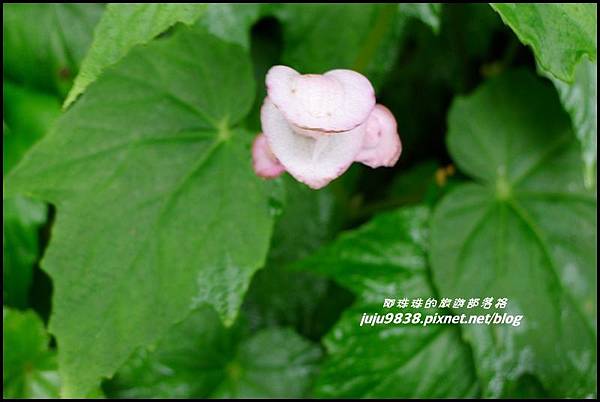 澳花瀑布12.JPG 澳花瀑布12.JPG