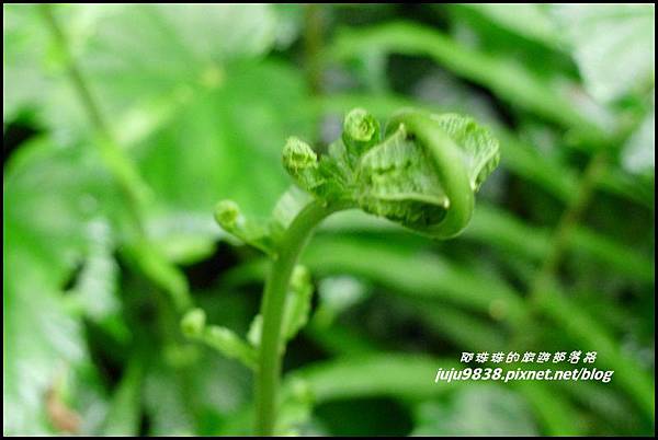 澳花瀑布13.JPG 澳花瀑布13.JPG