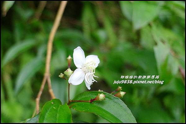 澳花瀑布14.JPG 澳花瀑布14.JPG