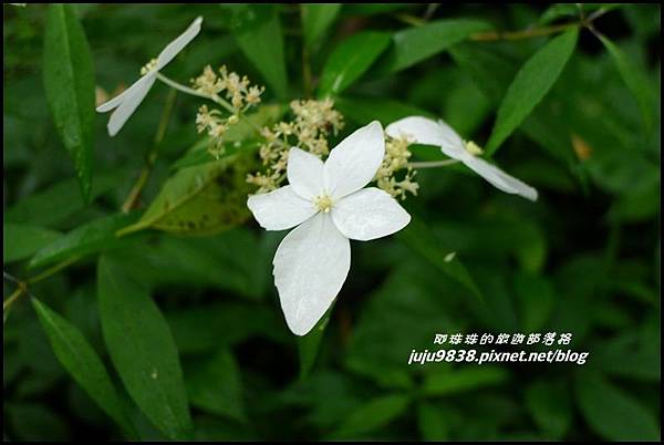 澳花瀑布17.JPG 澳花瀑布17.JPG