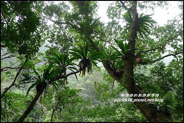 澳花瀑布18.JPG 澳花瀑布18.JPG