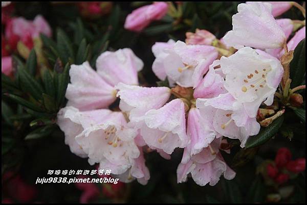 合歡東峰3.JPG 合歡東峰3.JPG