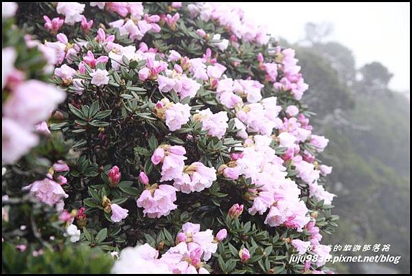 合歡東峰2.JPG 合歡東峰2.JPG