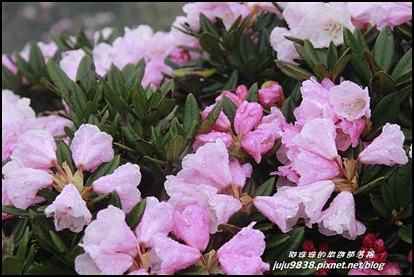 合歡東峰4.JPG 合歡東峰4.JPG