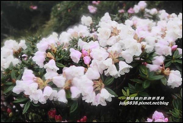 合歡東峰5.JPG 合歡東峰5.JPG