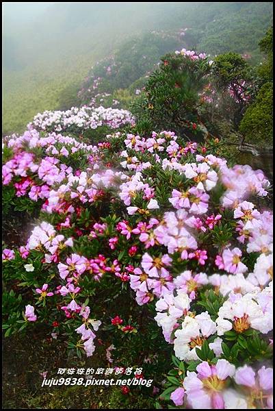 合歡東峰6.JPG 合歡東峰6.JPG